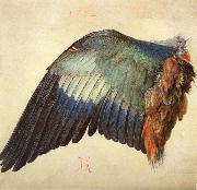 Albrecht Durer Wing of a Blue Roller oil painting reproduction